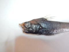 Roughtip Grenadier photo 4