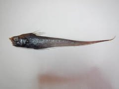 Roughtip Grenadier photo 5