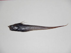 Roughtip Grenadier photo 1