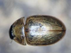 Enochrus melanocephalus