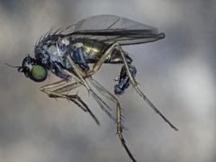 Gymnopternus aerosus