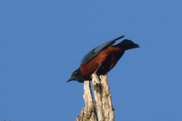 Chestnut-bellied Rock Thrush (Monticola rufiventris), photo 7