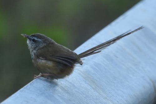 Hill Prinia (Prinia superciliaris), photo 2