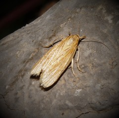 Polyocha strigosa