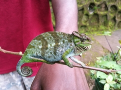 Kinyongia tavetana