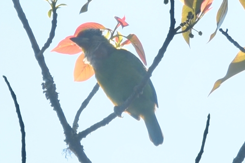 Golden-throated Barbet (Psilopogon franklinii), photo 5