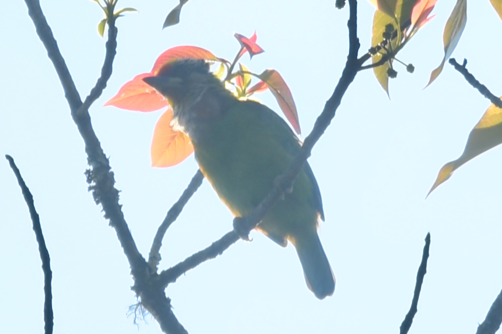 Golden-throated Barbet (Psilopogon franklinii), photo 4