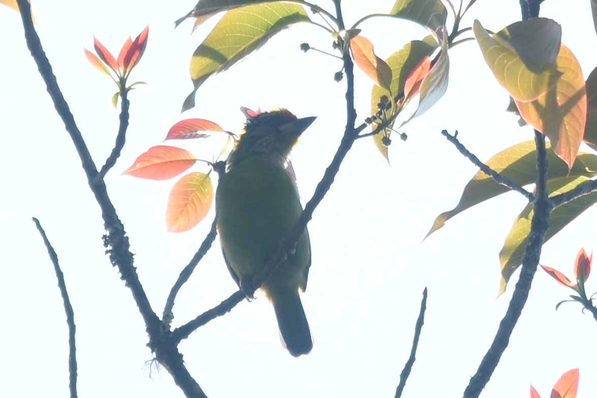 Golden-throated Barbet (Psilopogon franklinii), photo 5