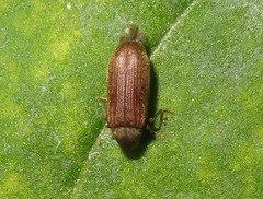 Anobium punctatum