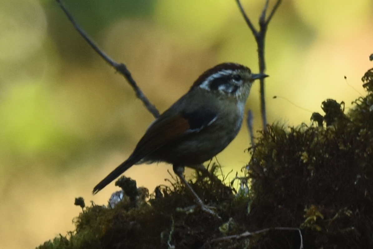 Rufous-winged Fulvetta