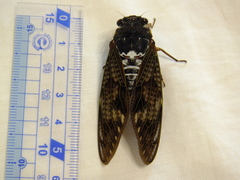 Graptopsaltria nigrofuscata