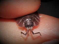 Porcellio obsoletus