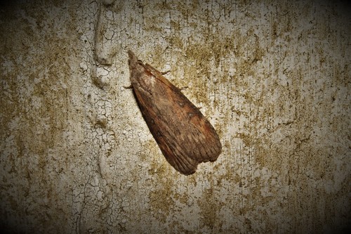 Theresian Moth
