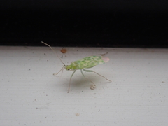 Malacocoris chlorizans