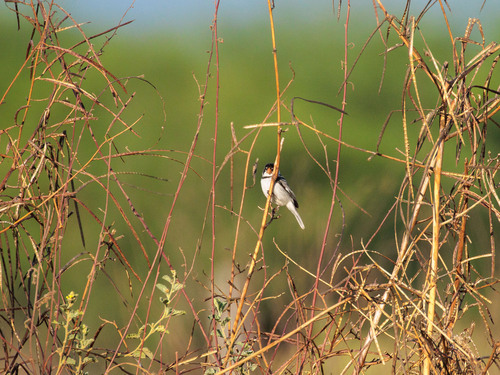 White-throated Seedeater (Sporophila albogularis), photo 6
