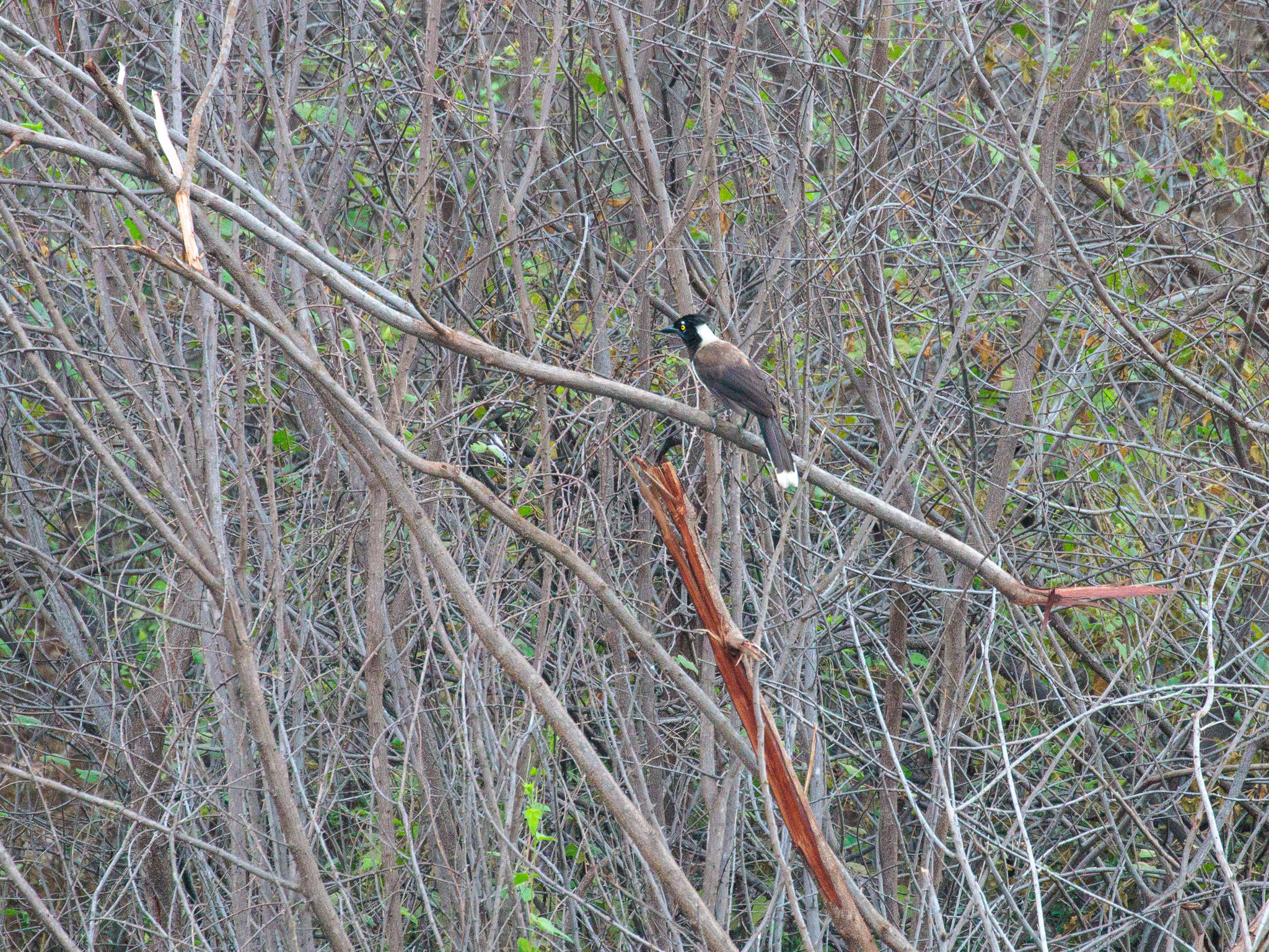 White-naped Jay (Cyanocorax cyanopogon), photo 6