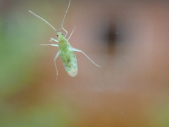 Malacocoris chlorizans