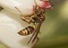Polistes humilis synoecus