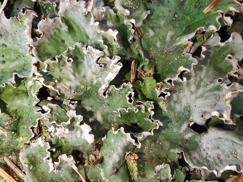 Peltigera leucophlebia