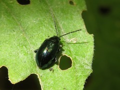 Altica oleracea
