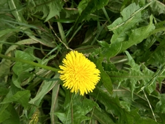 Taraxacum officinale