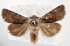 Cerastis rubricosa