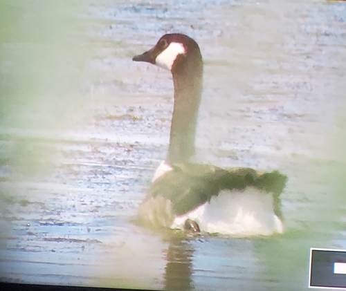 Canada Goose photographed in North Dakota