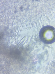 Resinomycena rhododendri