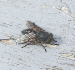 Hybomitra bimaculata