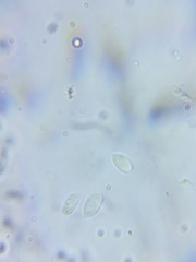 Resinomycena rhododendri