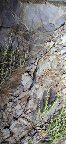 Tiger Snake sighting