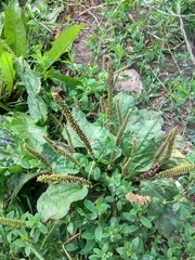 Plantago major
