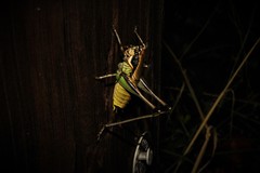 Eupholidoptera smyrnensis