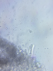 Resinomycena rhododendri