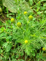 Matricaria discoidea