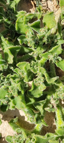 Crystalline ice plant
