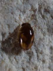 Neolitochrus pulchellus