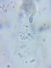 Resinomycena rhododendri