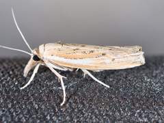 Fissicrambus quadrinotellus
