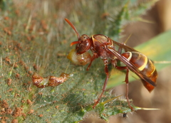 Polistes badius