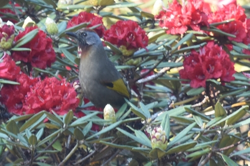 Silver-eared Laughingthrush (Trochalopteron melanostigma), photo 9