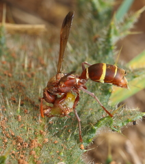 Polistes badius