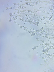 Resinomycena rhododendri