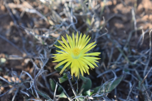 Bergeranthus multiceps, photograph 1