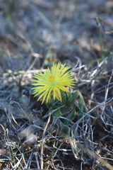 Bergeranthus multiceps, photograph (c) Justin Ponder, some rights reserved (CC BY)