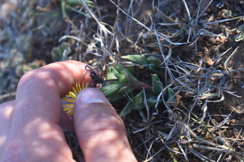Bergeranthus multiceps, photograph 3