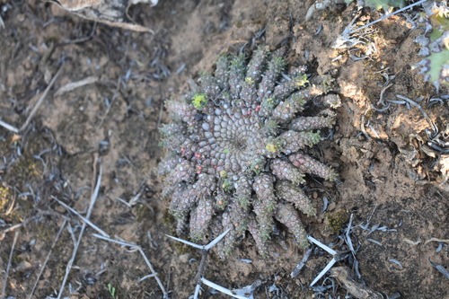 Euphorbia procumbens, photograph 6