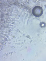 Resinomycena rhododendri