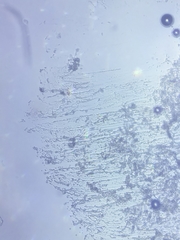 Resinomycena rhododendri