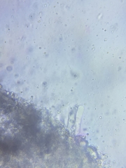 Resinomycena rhododendri